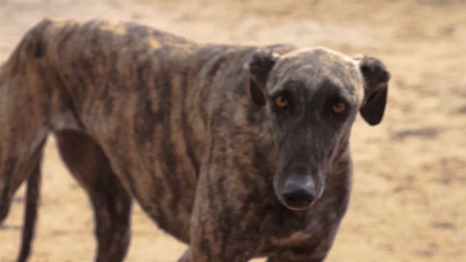 50.000 tote Hunde: Tierschützer wollen Rennen beenden