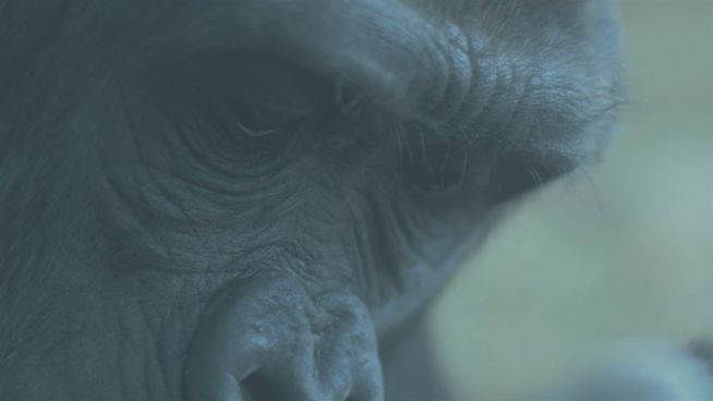Gorillas durch Klimawandel gefährdet