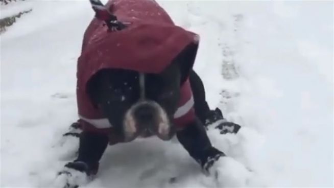 Ich mag nicht! Bulldogge hasst den Schneespaziergang