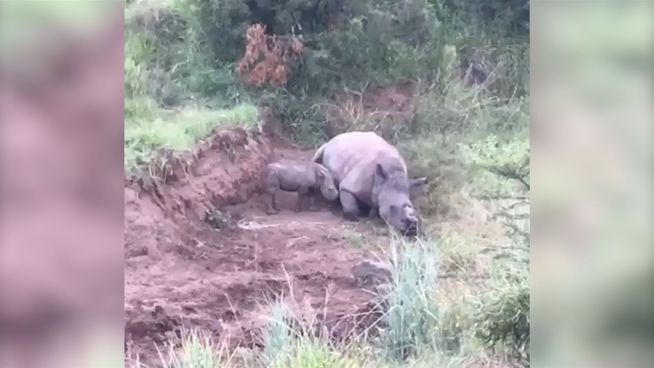 Tiefe Trauer: Nashorn-Baby weint um tote Mutter